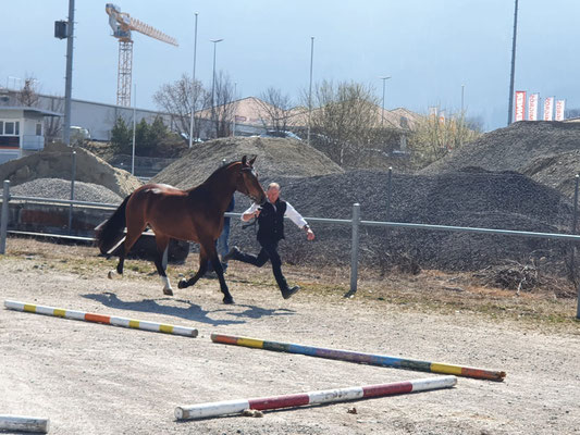 Leandro am Feldtest in Plaffeien 2022