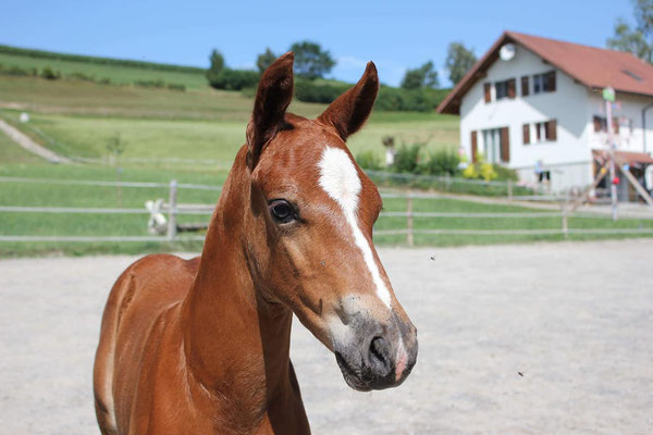 Casando vom Sagenhof am 15.07.2018 - Foto: Jenny Commons