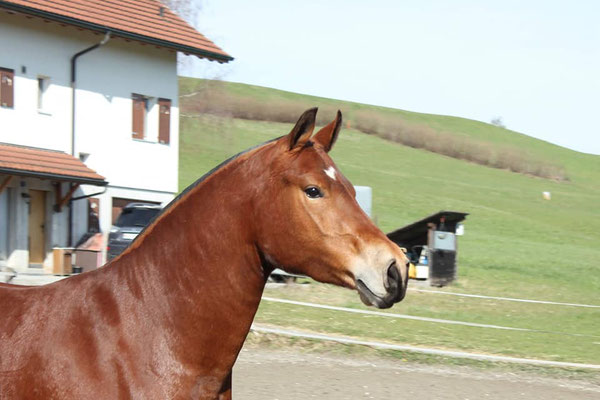 Don Ilaya vom Sagenhof am 08.03.2020 - Foto: Jenny Commons