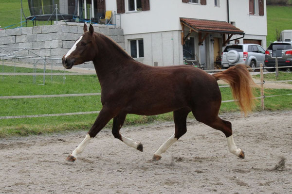 Verkaufspferd Nymeria vom Sagenhof