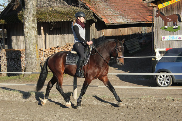 Filou am 12.01.2020 - Foto: Jenny Commons