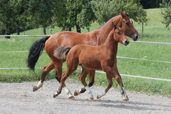 Nirinja vom Sagenhof am 15.07.2018 - Foto: Jenny Commons