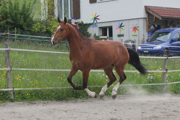 Herbie vom Riet am 25.05.2019 - Foto: Jenny Commons