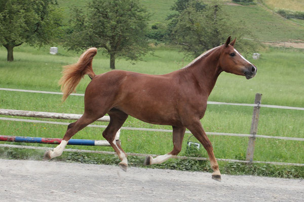 Jipsy du Padoc - Foto: Jenny Commons