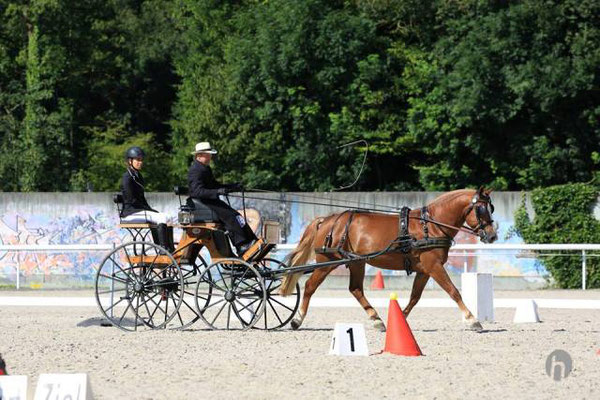 Fahren - Foto: Horsefotograf.ch