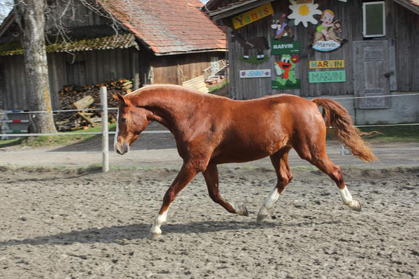 Carino vom Sagenhof am 08.03.2020 - Foto: Jenny Commons