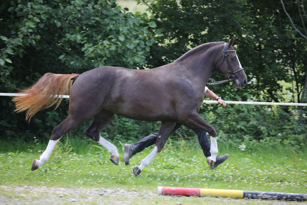 Nymeria vom Sagenhof
