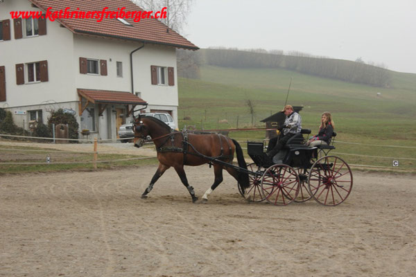 Carlos vom Sagenhof - Foto: Jenny Commons