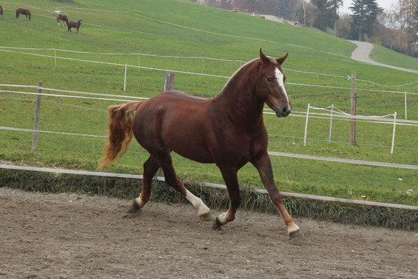 Caliento vom Sagenhof am 17.11.2018 - Foto: Jenny Commons