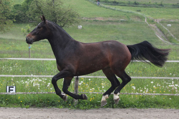 Zalika am 25.05.2019 - Foto: Jenny Commons