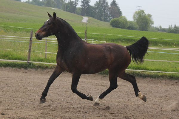 Zalika am 25.05.2019 - Foto: Jenny Commons