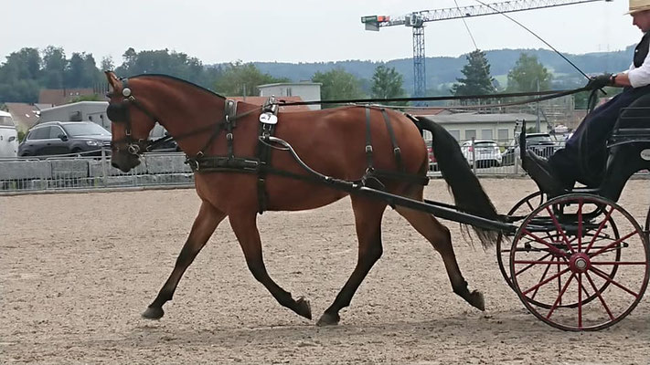 Celina vom Riet am Feldtest 2020