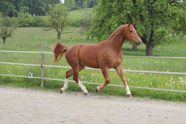 Luano am 25.05.2019 - Foto: Jenny Commons