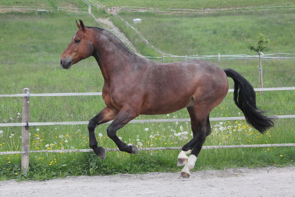 Casim nach dem Wälzen am 25.05.2019 - Foto: Jenny Commons