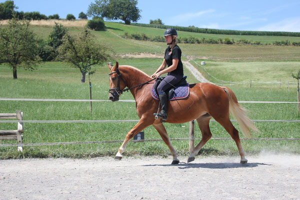 Calista vom Riet am 15.07.2018 - Foto: Jenny Commons