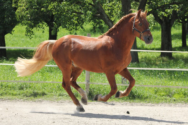 Zuchthengst Cosimo - Foto: Jenny Commons