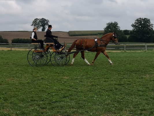 Loranjo vom Sagenhof am Feldtest 18.08.2018