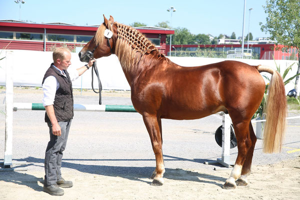 Zuchthengst Cosimo - Foto: Karin Rohrer