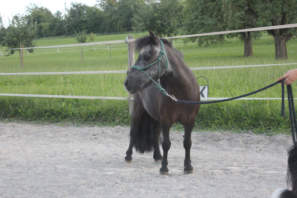 Blacky am 31.07.2023 - Foto: Jenny Commons