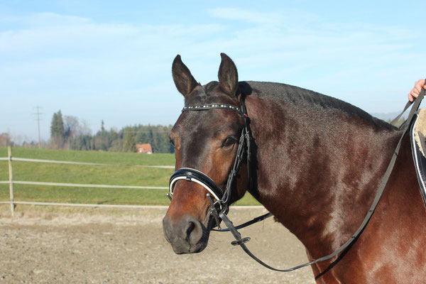 Filou am 12.01.2020 - Foto: Jenny Commons