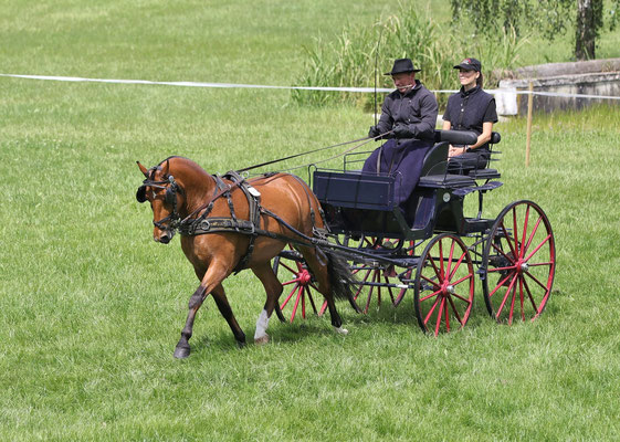 Nelia vom Sagenhof als Siegerin am Feldtest Eiken 2020! - Foto: Yvonne Wyss