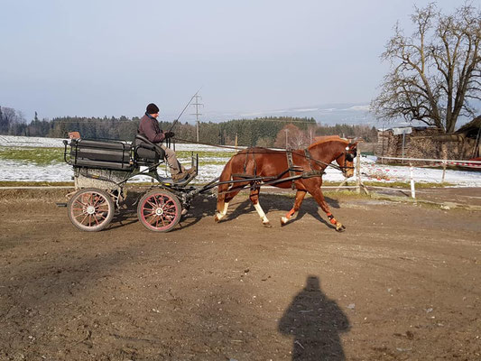 Luano zum 2. Mal am Wagen am 23.01.2019 - Foto: Julia Radtke