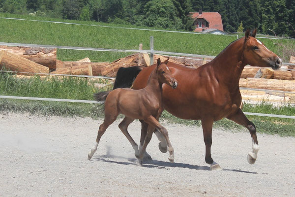 Nelia vom Sagenhof im 2017 - Foto: Jenny Commons