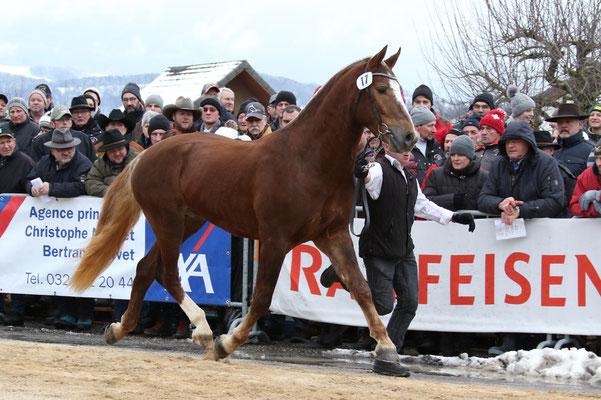 Caliento vom Sagenhof - Foto: Bernadette Odiet