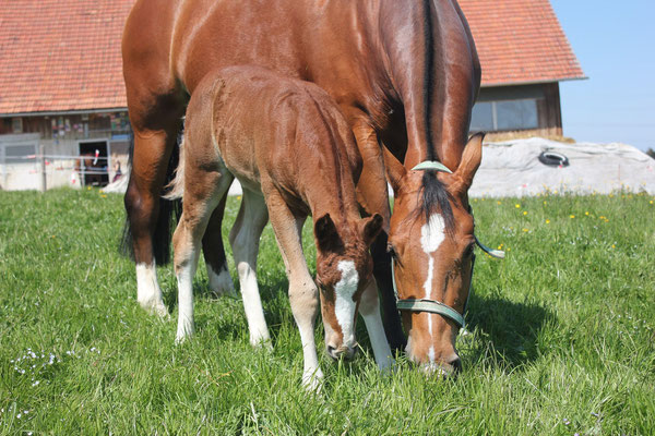 Nymeria vom Sagenhof am 24.04.2021 - Foto: Jenny Commons
