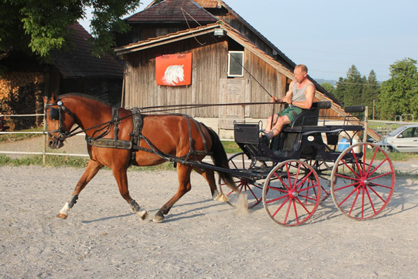 Castella vom Cherhof - Foto: Jenny Commons