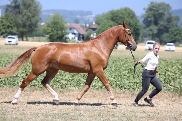 Cantaro vom Sagenhof