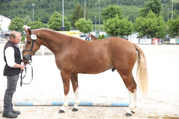 Cayman vom Sagenhof am Feldtest in Balsthal - Foto: Karin Rohrer