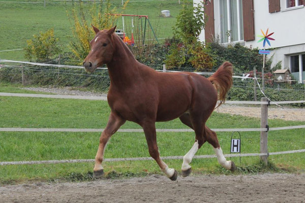 Luano vom Sagenhof am 17.11.2018 - Foto: Jenny Commons