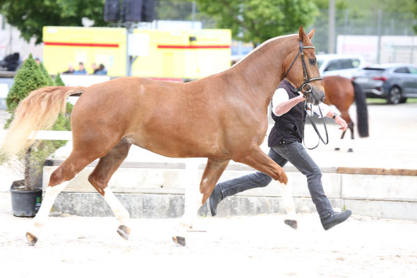 Cayman vom Sagenhof am Feldtest in Balsthal - Foto: Karin Rohrer