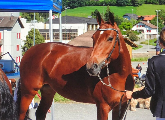 Serafina vom Steg am Feldtest in Plaffeien 2020