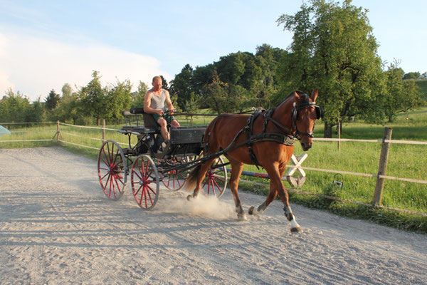 Castella vom Cherhof - Foto: Jenny Commons