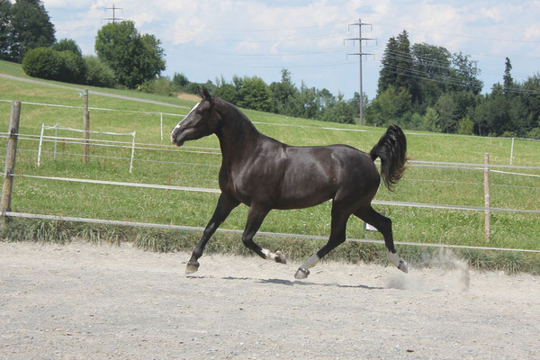 Halira am 15.07.2018 - Foto: Jenny Commons