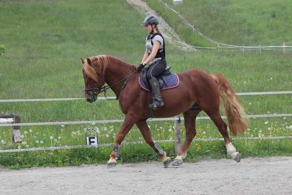 Zuchthengst Cosimo am 25.05.2019 - Foto: Jenny Commons