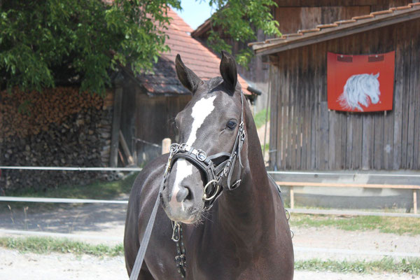 Halira am 15.07.2018 - Foto: Jenny Commons