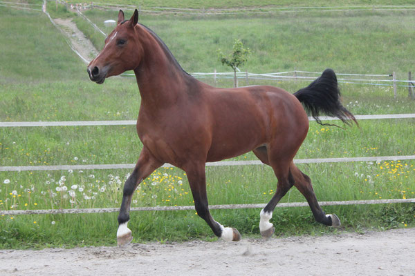 Don Descara am 25.05.2019 - Foto: Jenny Commons