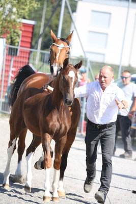 Cayman vom Sagenhof - Foto: Karin Rohrer