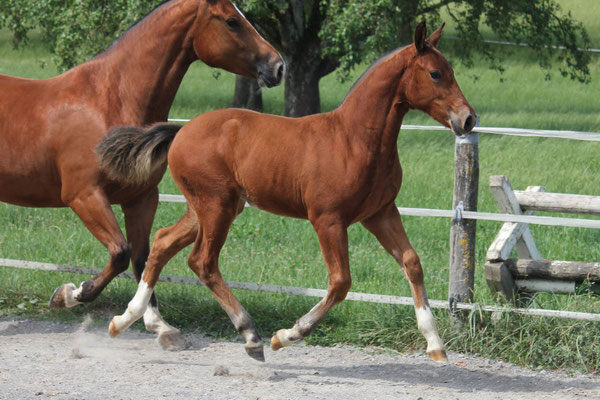 Nirinja vom Sagenhof am 15.07.2018 - Foto: Jenny Commons