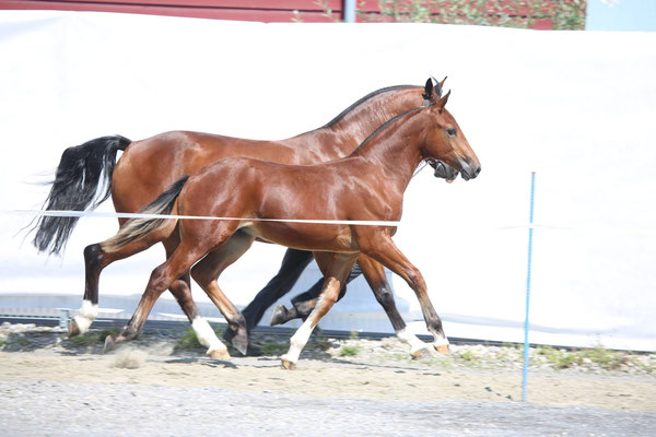 Cantaro vom Sagenhof an der Fohlenschau - Foto: Karin Rohrer