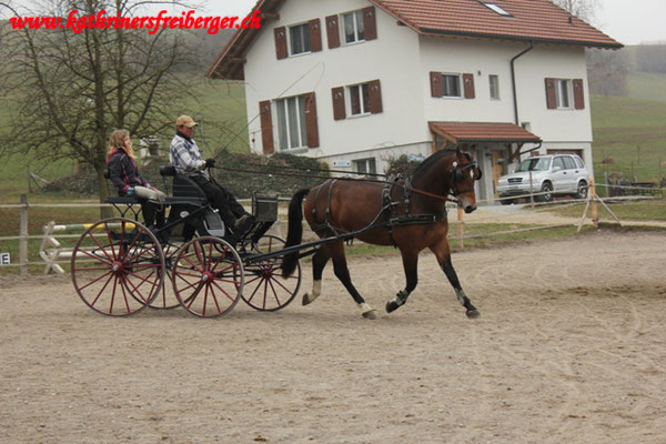 Carlos vom Sagenhof - Foto: Jenny Commons