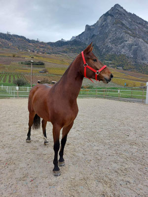 Cilly vom Sagenhof in ihrem neuen Zuhause im Wallis!