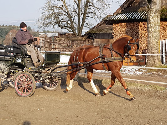 Luano zum 2. Mal am Wagen am 23.01.2019 - Foto: Julia Radtke