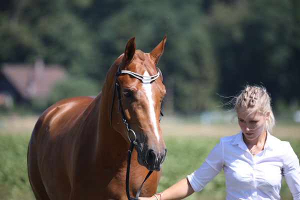 Cantaro vom Sagenhof