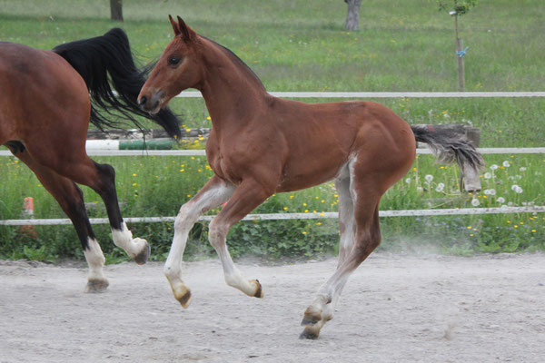 Cantaro vom Sagenhof am 25.05.2019 - Foto: Jenny Commons