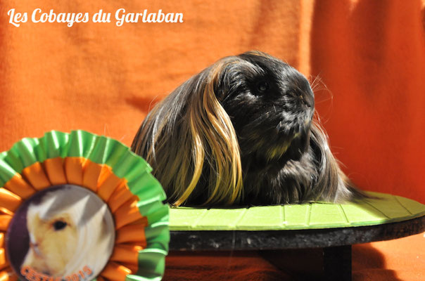 Capucine, shelty rouge et noire, a obtenu 95/100 & a été meilleure jeune shelty