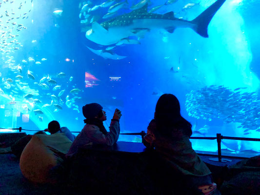 美ら海水族館　オフシーズンはナイトアクアリウムがいい雰囲気です